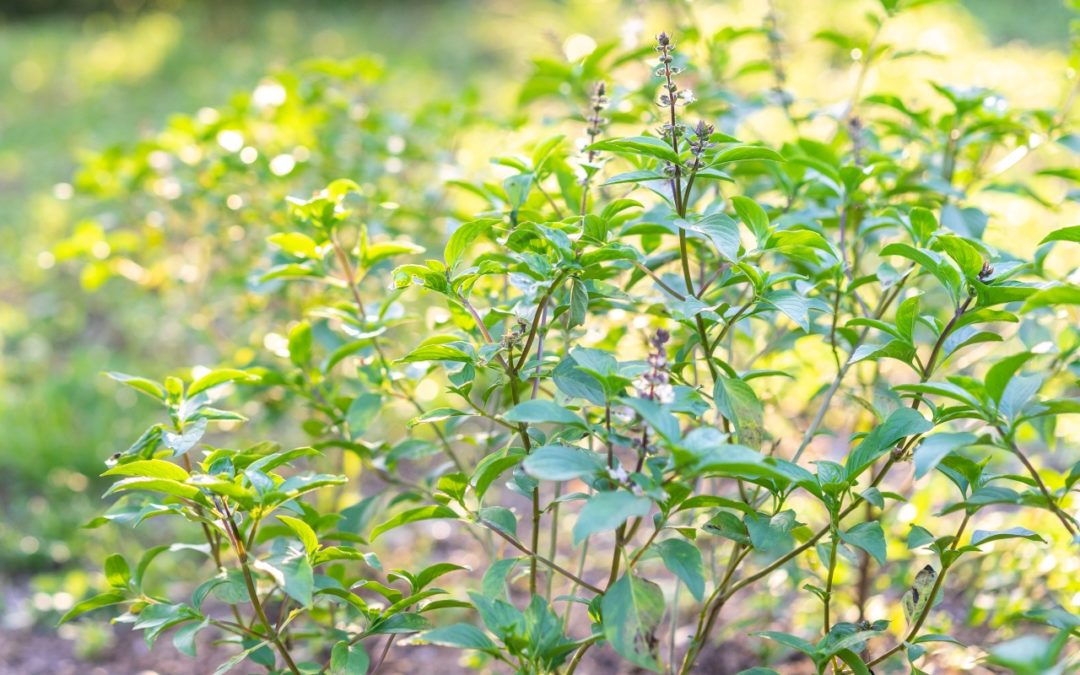 How to remain positive. Lessons from the Tulsi Plant